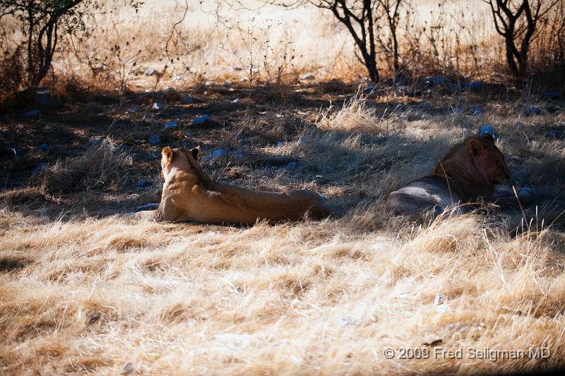 20090611_083650 D3 X1.jpg - It is common for Lions to subsist on kills from hyenas